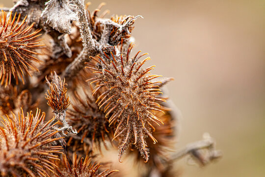 Xanthium strumarium or coarse dry thorn. Close-up. Rough Cocklebur heads Xanthium strumarium Xanthium strumarium rough cocklebur, clotbur, common cocklebur, large cocklebur, woolgarie bur.