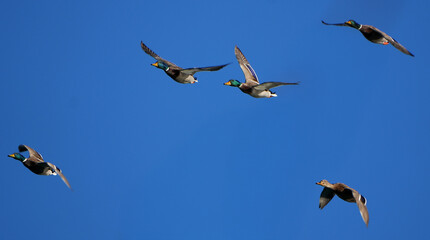 Group of mallards flying in clear blue sky with wings spread wide