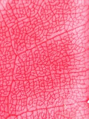 Pink leaf texture for background image