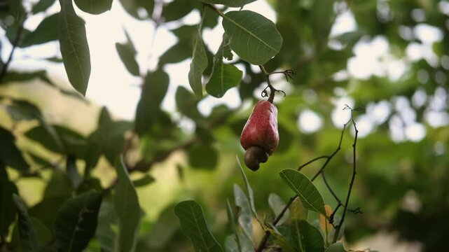 Close-up ripe red cashew apple with a nut attached hangs from a tree branch among green leaves. The background is softly blurred. Agriculture, organic farming, and tropical fruit production.