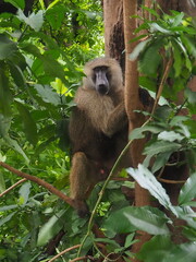 A lone monkey sitting on a branch and holding on to a tree branch among dense green leaves in Lake Manyara National Park, Tanzania, Africa