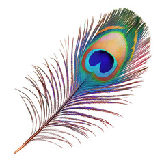 Obraz premium Peacock Feather Close Up on transparent background.