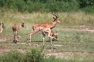 An antelope scratching its ear with its foot in a herd of antelopes standing on a rocky path in Lake Manyara National Park, Tanzania, Africa