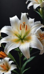 Fototapeta premium Stunning white lily bloom with striking orange accents on dark backdrop, color contrast, shot, petal texture