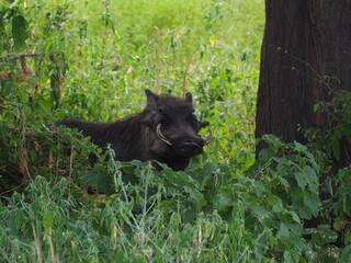 Warthog Pumbaa hidden in dense undergrowth of grass in Lake Manyara National Park, Tanzania, Africa