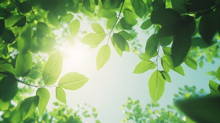 Obraz premium Serene Detailed View from Below of Beech Tree Forest in Early Spring with Fresh Green Leaves Swaying