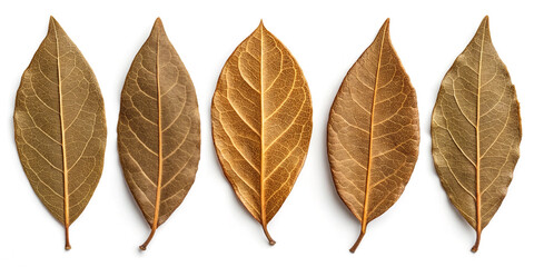 Obraz premium A Natural Collection Set of Dried Bay Leaves Isolated on a White Background for Culinary Use