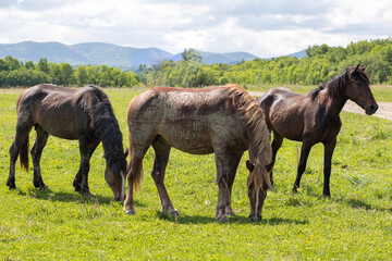 Horses graze in a meadow on a sunny summer day. Front view. Farm