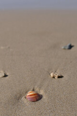 Seashell on the beach. Sea shell on the sand.