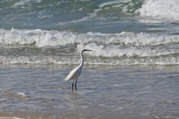 Little egret, Egretta garzetta, walking on the beach