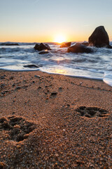 Paw prints on sandy beach at sunset