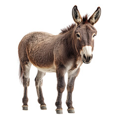 Donkey Standing isolated on transparent background
