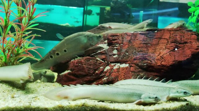 Long predator fish polypterus, also known as polypterus. Lives in fresh waters of India and Africa, close-up