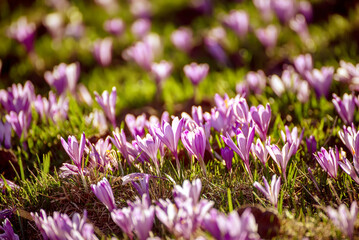 Naklejka premium Spring crocus flowers in the green grass, Easter seasonal background