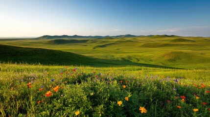 Wildflower fields nature concept. Vast green field with wildflowers under a clear blue sky during daylight.
