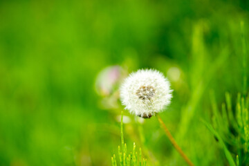綿毛状態のタンポポ