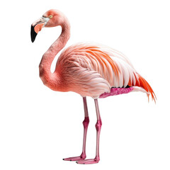 Fototapeta premium Flamingo isolated on transparent background