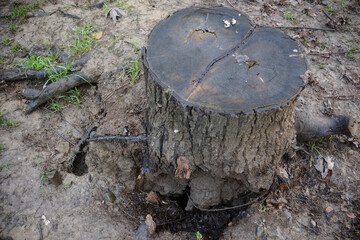 A weathered tree stump in the earth, showing its age and decay.  Roots are visible around the base.