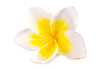 Fototapeta premium Kamboja, nosegay, plumeria isolated on white or transparent background. png file