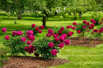 Magnificent bushes of bright burgundy peonies in the summer garden.