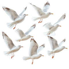 Obraz premium Flying birds silhouettes isolated on transparent background