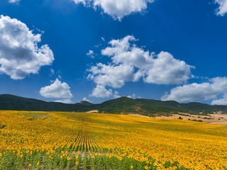 Obraz premium Campo de girasoles