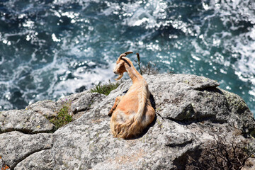 Cabra montesa en el mar