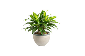 Obraz premium A compact Dracaena plant with lush, layered foliage rests in a simple, rounded pot showcasing natural, earthy tones, isolated on a transparent background