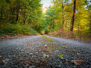 El camino del bosque