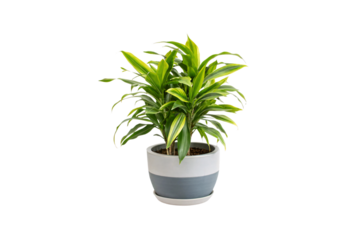 A lush green Dracaena plant sits in a stylish two-toned gray and white ceramic pot. Its vibrant, long, pointed leaves radiate outward, adding freshness, isolated on a transparent background