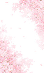 Beautiful light pink cherry blossoms and petals spring white background illustration for iPhone and other vertical screen sizes.　美しい桜と花びらベクターイラスト縦フレーム