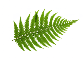 fern leaf leaves isolated on white background, no depth of field, sharp. front view