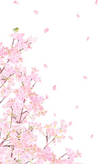 ウグイスのいる桜の木ー美しい薄いピンク色の桜の花と花びら春の水彩白バックフレーム背景素材イラスト