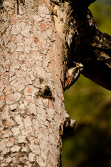 Great spotted woodpecker Dendrocopos major thanneri. Female carrying food to its chicks. Reserve of Inagua. Gran Canaria. Canary Islands. Spain.