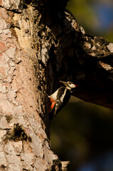 Great spotted woodpecker Dendrocopos major thanneri. Male carrying food to its chicks. Reserve of Inagua. Gran Canaria. Canary Islands. Spain.
