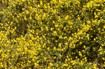 Canary Island flatpod Adenocarpus foliolosus in flower. Gran Canaria. Canary Islands. Spain.