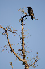 Common raven Corvus corax canariensis. Integral Natural Reserve of Inagua. Tejeda. Gran Canaria....