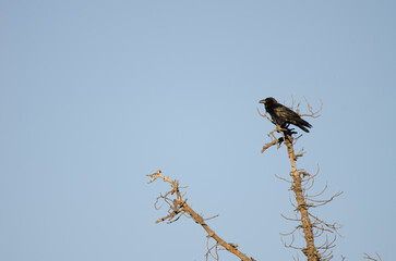 Common raven Corvus corax canariensis. Integral Natural Reserve of Inagua. Tejeda. Gran Canaria. Canary Islands. Spain.