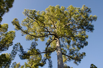 Canary Island pine Pinus canariensis. Integral Natural Reserve of Inagua. Gran Canaria. Canary Islands. Spain.
