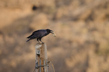 Common raven Corvus corax canariensis with a piece of bread. Degollada del Aserrador. Tejeda. Gran...
