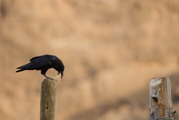 Common raven Corvus corax canariensis with a piece of bread. Degollada del Aserrador. Tejeda. Gran Canaria. Canary Islands. Spain.
