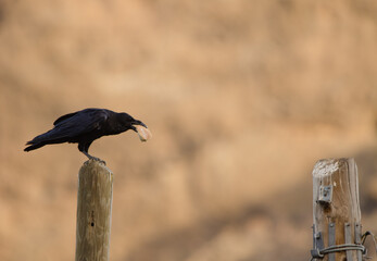 Common raven Corvus corax canariensis with a piece of bread. Degollada del Aserrador. Tejeda. Gran Canaria. Canary Islands. Spain.