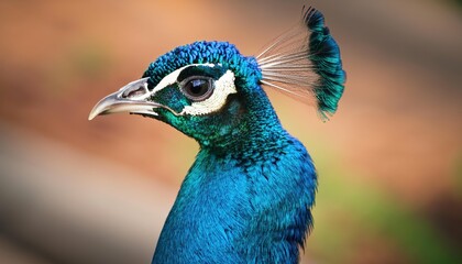 Obraz premium Peacock 