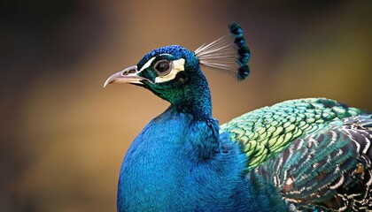 Fototapeta premium Peacock 