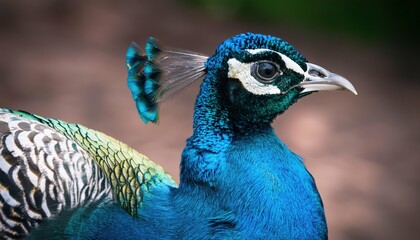 Obraz premium Peacock 