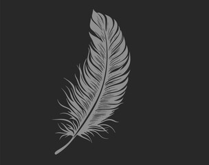 Single Feather Black and White Line Art with Delicate Detail