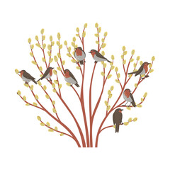 spring willow, vector drawing tree with catkins and european robin birds, sallow, osier isolated at white background, hand drawn illustration © cat_arch_angel