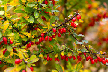 bush red barberry in late autumn, red berries, autumn