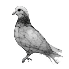 Naklejka premium pigeon bird isolated on transparent background