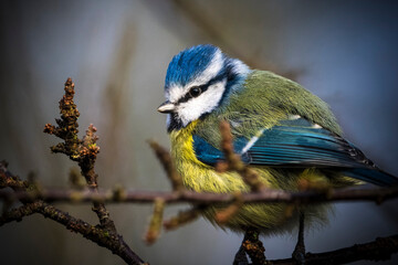 Bluetit perching in evening sunlight on twig
